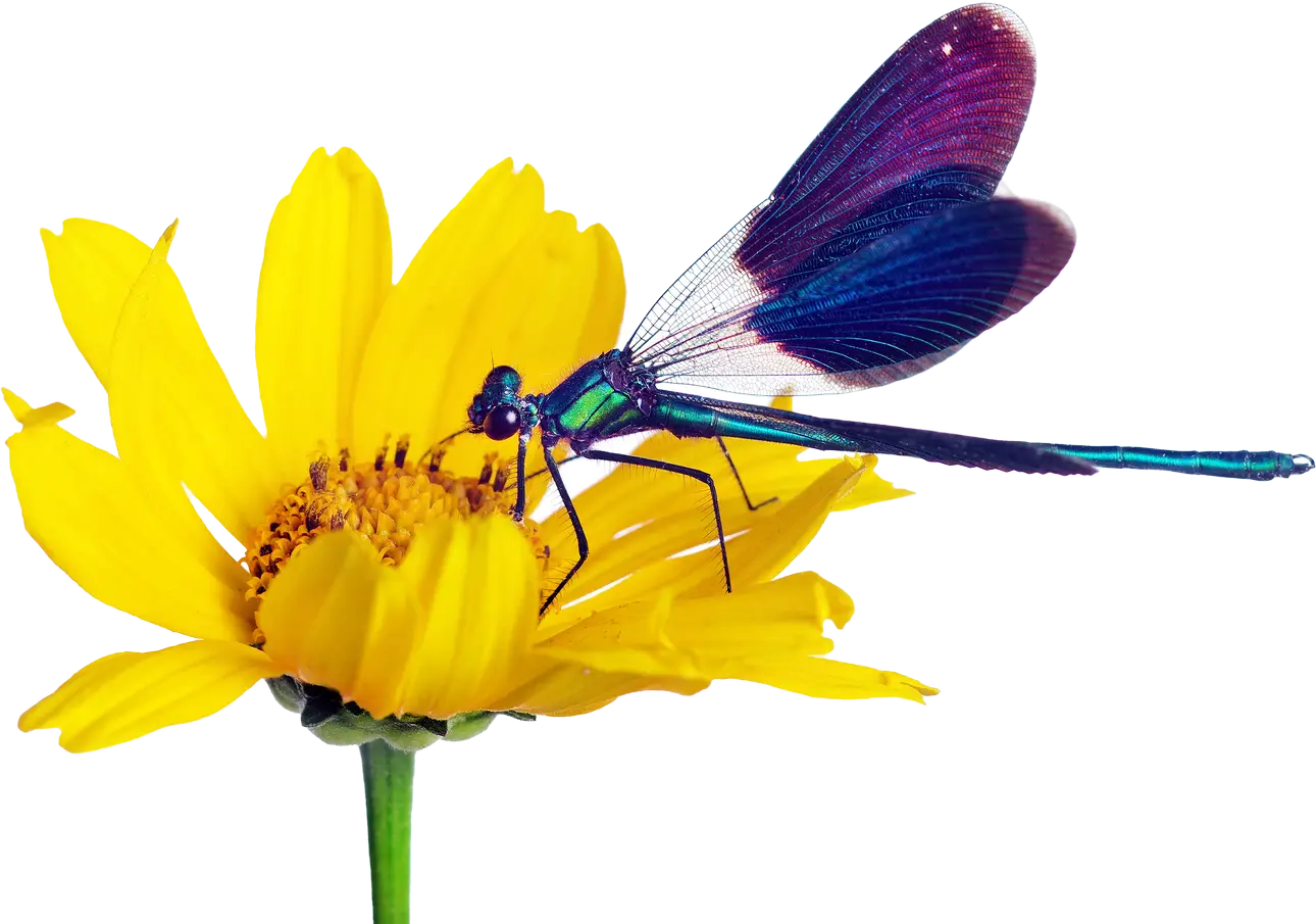 Flower and Dragonfly